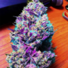 Purple Kush